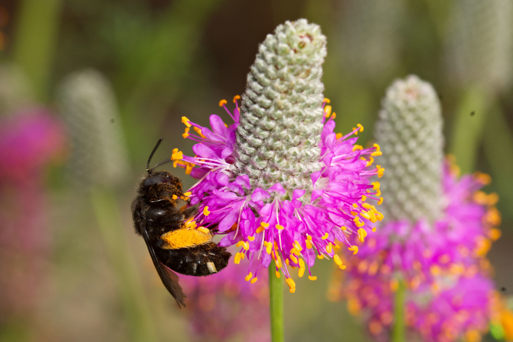 Longhorn bee